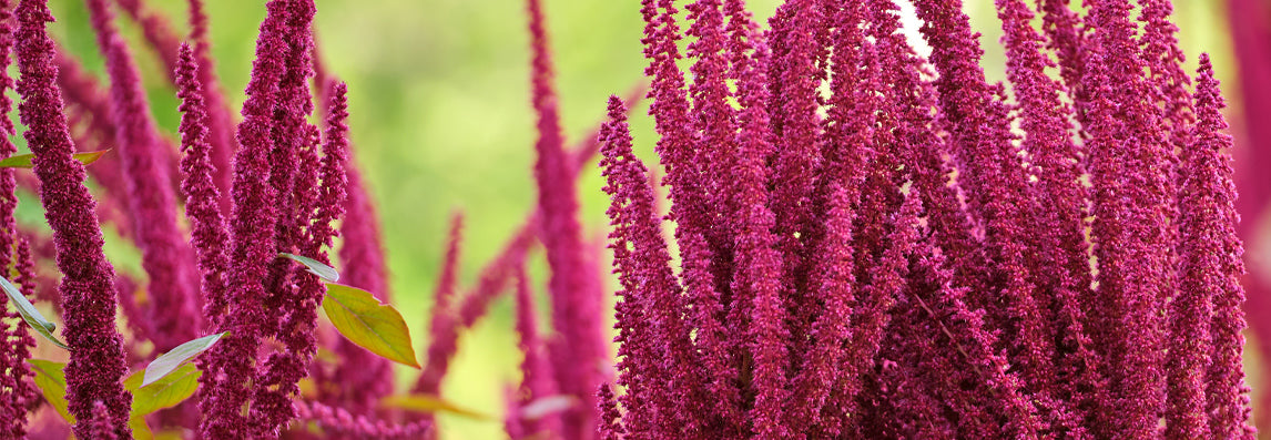 Amarante : le trésor des Aztèques