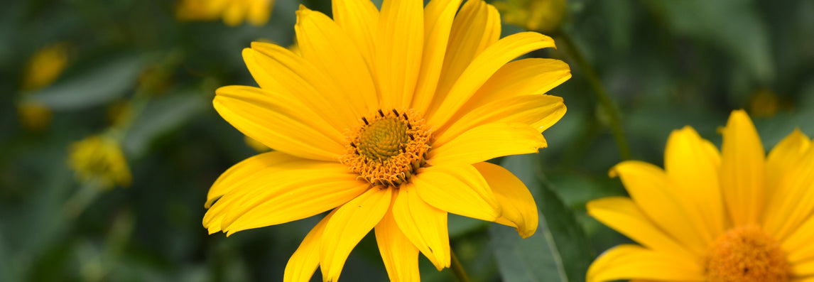 L'arnica, un trésor de la nature