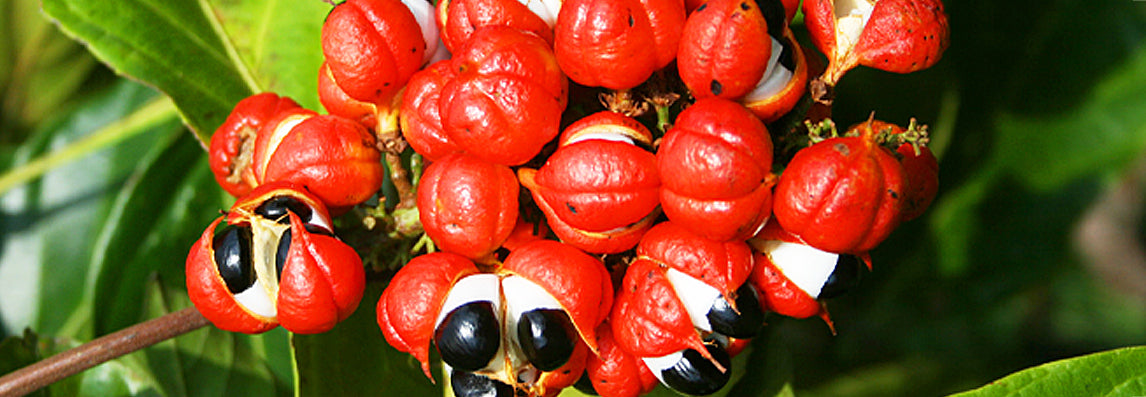 Quels sont les bienfaits du Guarana ?