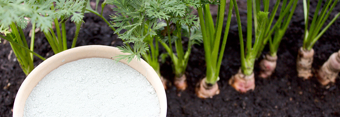 Bicarbonate de soude au jardin : usages réels, recettes et limites