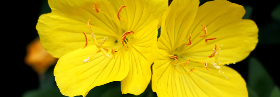 L'onagre, une plante surprenante