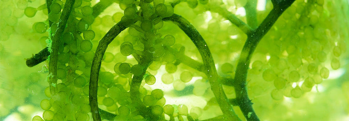 Chlorella : bienfaits, utilisations et comparaison avec la spiruline