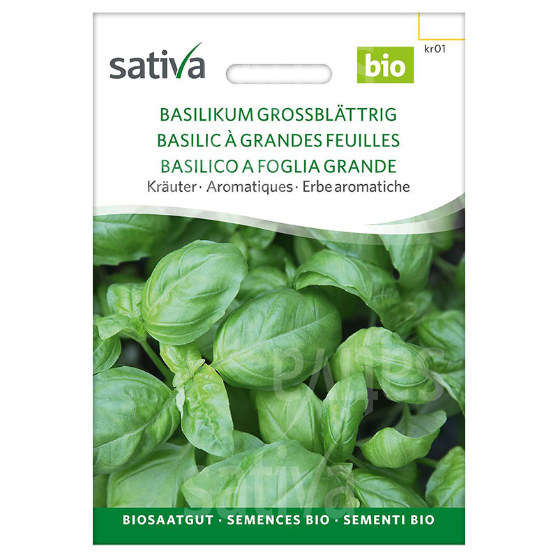 Semences basilic à grandes feuilles BIO