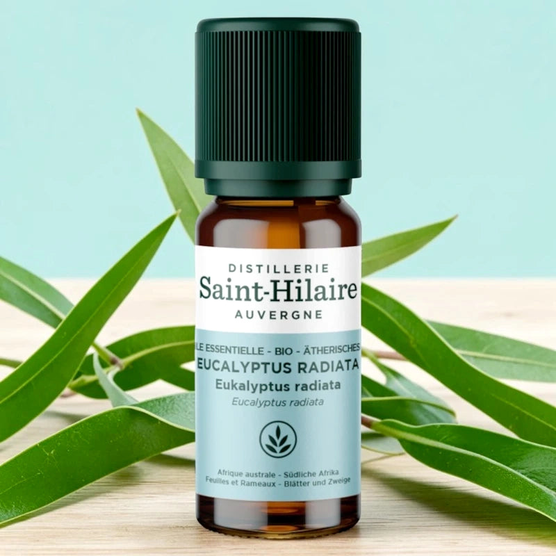 Huile essentielle Eucalyptus radiata BIO - 10ml