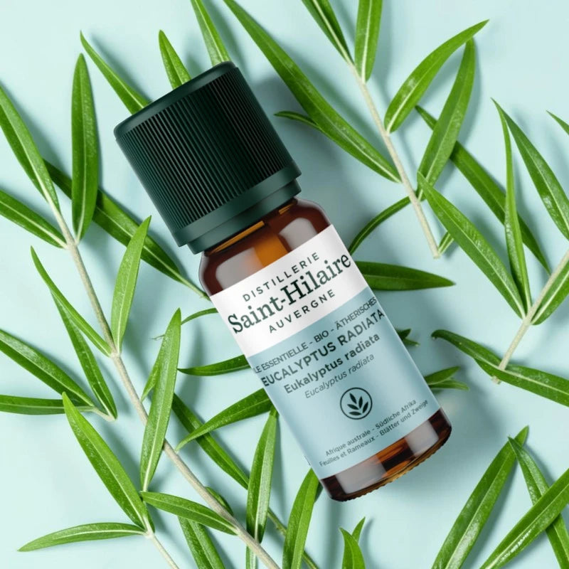 Huile essentielle Eucalyptus radiata BIO - 10ml