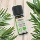 Ätherisches Öl Eukalyptus citriodora BIO - 10ml - Florame