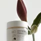 Pflegender Körperbalsam Carnauba & Sheabutter BIO - 100ml - Minimaliste